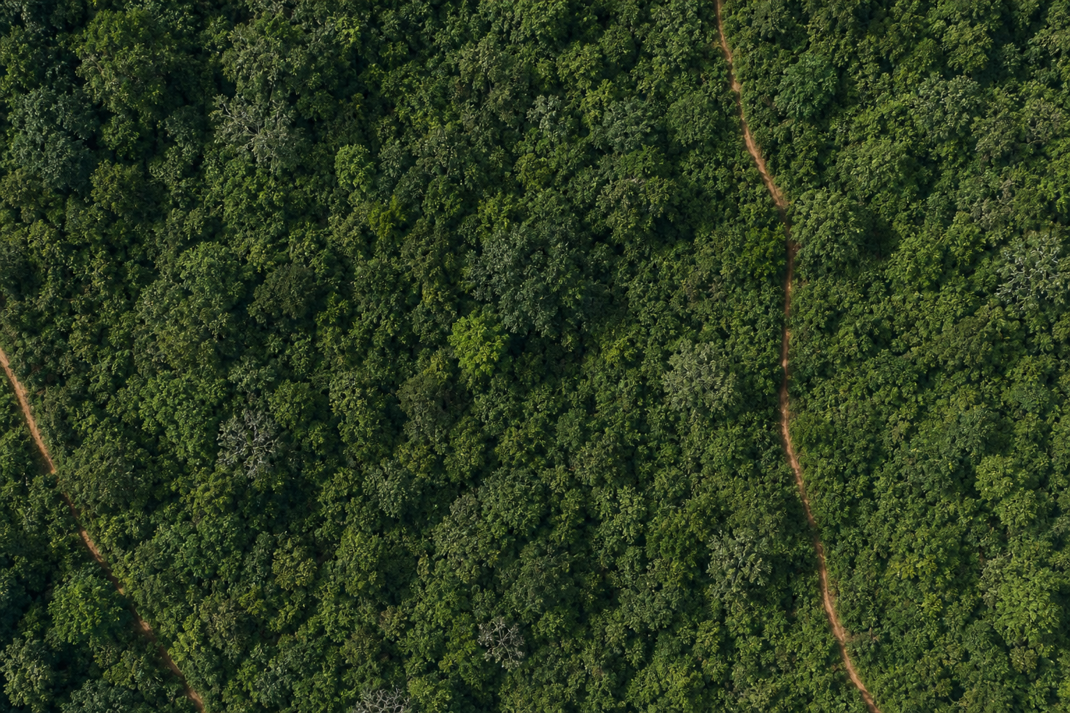 Forest Cover 2020